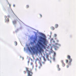 fumigatus