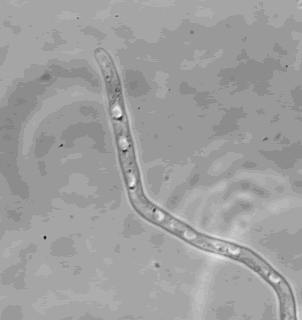 hypha