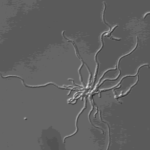 hyphae