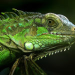 iguana