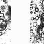 macroorgcorel