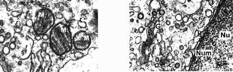 macroorgcorel
