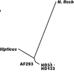 michslide