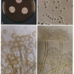 microflavipes