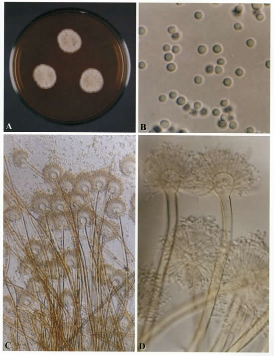 microflavipes