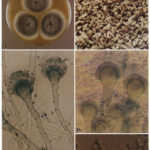 microfumigatus