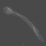 microtubules