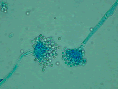 niveusmicro