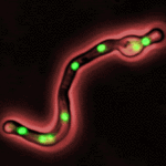 nucleigfp