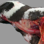 pengcerv_4