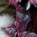 pengfungus