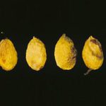 pistachio1