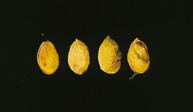 pistachio1