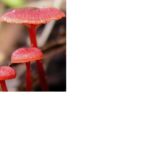 redbasidiomycete
