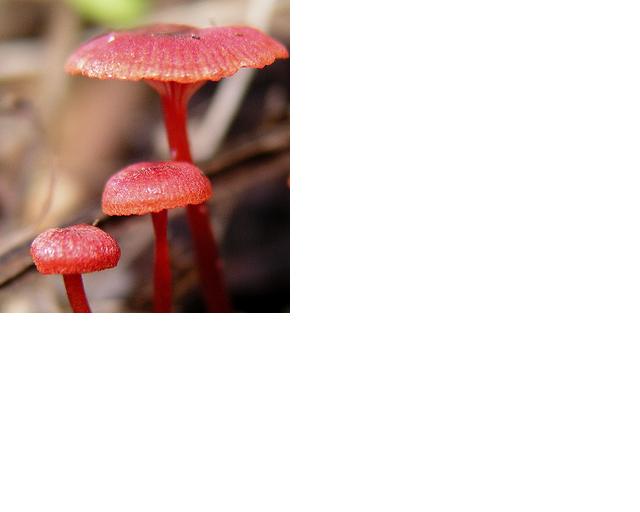 redbasidiomycete