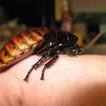 roach