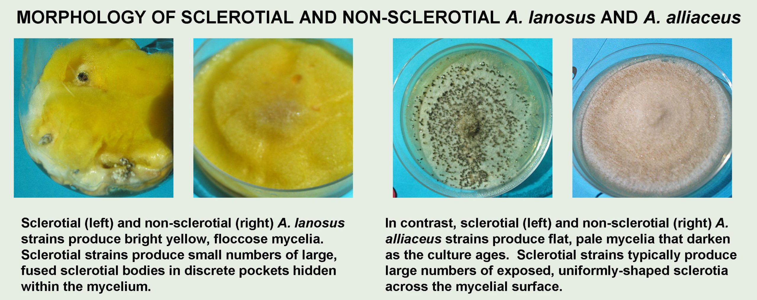 sclerotialspecies