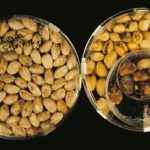 stpistachio1