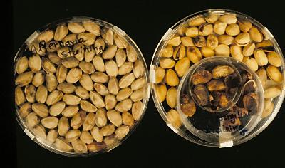 stpistachio1