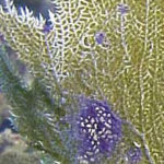 sydowii