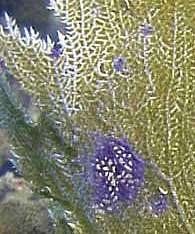 sydowii