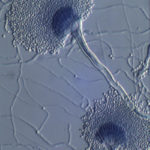 terreus2