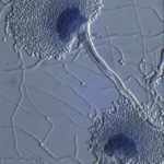 terreus2a