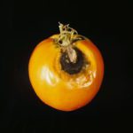 tomato1