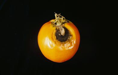 tomato1