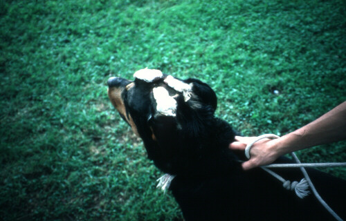 vet11