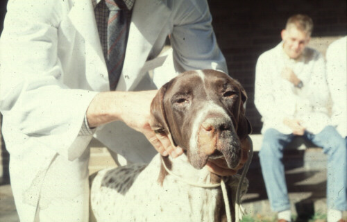 vet6