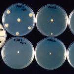 vitro2