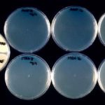 vitro3