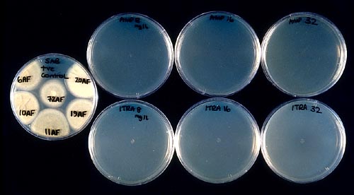 vitro3