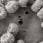 piperis F