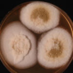 Image A. Culture of Aspergillus ochraceopetaliformis on Sabouraud agar with cycloheximide at 26C 