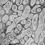 IPA microscopy 1
