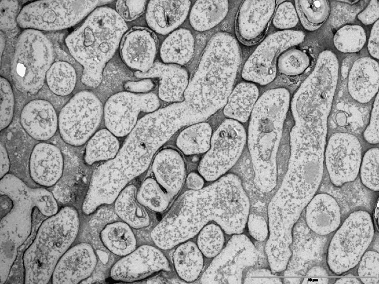 IPA microscopy 1