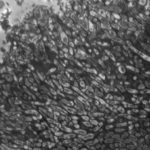 IPA microscopy 2