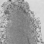 IPA microscopy 3