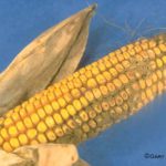 aspergillus ear rot and storage