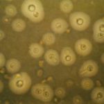 microscopy1
