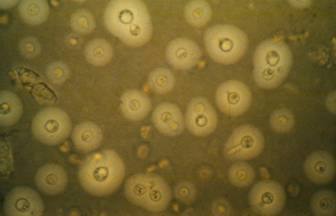 microscopy1