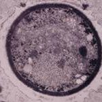 microscopy2