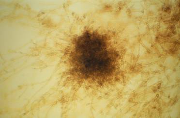 microscopy3