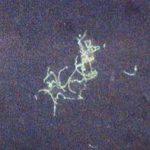 microscopy4