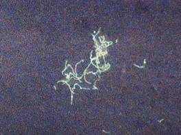 microscopy4