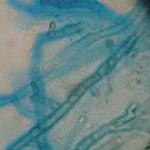 microscopy6