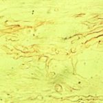micrsoscopy014