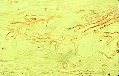 micrsoscopy014